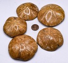 2 7  Polished Sand Dollar Fossil Petrified Natural Sea Oursin - Madagascar  1pc 
