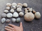 29 Crab Fossil Concretions Washington State  Huge Lot 