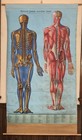 Poster Vintage Anatomy Chart Medical Anatomy Denoyergeppert Skeleton Musculature