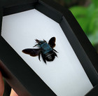 Gift For Grandpa Real Blue Bee Bug Taxidermy Coffin Frame Wall Hanging Decor