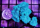 7 Head Neon Green Kryptonite Candy Cane Wysiwyg Live Coral Frag Free Shipping 