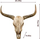 70in Longhorn Wall Decor  Extra Large Authentic Croissant   cow Skull Wall Decor   c