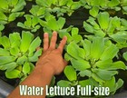Pond Plants Pack Live Aquatic Plants Freshwater Aquarium Plants Healthy Fish