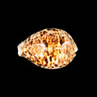 Polished Tiger Cowrie Sea Shell Premium Quality Rare Unique Sea Shell