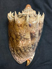 Volutidae Cymbiola Imperialis 140 8mm Zanboanga Philippines 2015 - Great Lip 