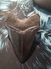 Large Jet Black Museum Quality Megalodon Tooth  3 14inch