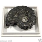Ammonite Quenstedtoceras Jurassic Era Fossil 112  Million Year Old Free Usa Ship
