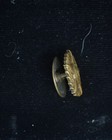 Antique Us Army Uniform Collar Pin Insignia Wreath   Star Brass Collector Item