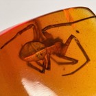 Big Spider In Burmese   Burmite Amber Fossil   100  Genuine Amber