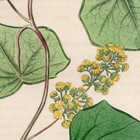 Curtis Botanical Magazine 1833 Vintage Flower Print 85 Canadian Moon-seed