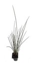 Blue Arrow Rush Grass   2 Inch   Juncus Inflexus   Ornamental Border Plant
