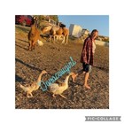 Sebastopol Goose Hatching Egg Geese Eggs Holderread Lines Colored And White