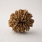 Original Natural 11 Mukhi Rudraksha Nepal Origin 22 Mm Lab Certified