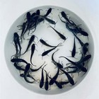 Ornamental Catfish For Sale     Buy Live Channel Catfish Online   Toledo Goldfish