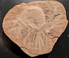 Anthracomedusa Turnbulli Mazon Creek Jellyfish Fossil Very Rare Museum Quality 