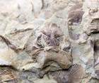 Eomonorachus Intermedius Trilobite Fossil Iowa Ordovician Decorah Formation