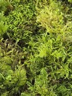 Live Fresh Moss  Pnw Forest Assortment Gallon Size Bag Terrarium Garden Decor 