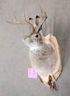 New Jackalope Mount taxidermy deer Mount antlers craft hunting art fishing gift