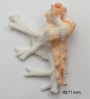 Homalocantha Anatomica - 49 11 Mm - Orange   White