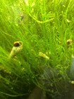 10   Malaysian Trumpet Snails Feeder Algae Eaters B2g1 Free  Charity Sale