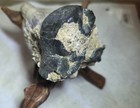 Mastodon Fossil Tooth Segment  Polk Co  Florida