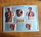 Scientific Plastic Rico Florence 1960s The Human Body Table Third Vintage