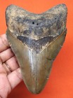 Megalodon Shark Tooth - Real Fossil  - 4 38    - Shark Teeth - No Restorations