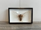 Vintage Real Empress Cicada Megapomponia Imperatoria Taxidermy In Wooden Display