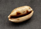 Eyed Cowrie Seashell Spotted Tan Cypraea Argus  1 Shell Approx  2 5  Inches 