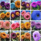 Teddy Bear Sunflower Seeds For Planting - 100 Non-gmo Heirloom Seeds  Fluffy