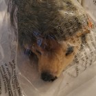 Steiff Joggi Hedgehog Igel 070821 Unopened