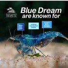 West Coast - 20  Blue Dream Neocaridina Shrimps Live Guarantee  free Shipping