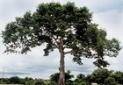 Kapok  silk Cotton Tree   Ceiba Pentandra  Tree Seeds