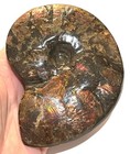 Super Rare Complete Ammolite Ammonite Dinosaur Era Fossil Gem Shell 5 4 Inches