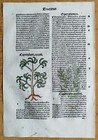 Post Incunable Leaf Hortus Sanitatis Colored Woodcuts Botany  k  - 1511