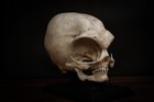 Alien Skull  grey Alien  - Life Sized High Quality Piece -includes Free Shipping