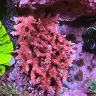Wysiwyg Strawberry Puff Acropora Coral Frag Sps Live Ultra Reef Tank