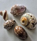 Lot Of 5 Shells  Carved Elephants   Mother Of Pearl  Hermit   Cowrie