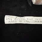 Conus Rattus Shell 39 2mm Seychelles 1980  s247 