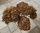 5 Dried Annabelle Hydrangea 6 -8  Flowerheads W  10 -12  Stems Brown Natural