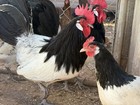 Rare Lakenvelder Hatching Eggs 10  Foam Packaging