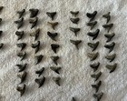 Shark Teeth Lot Of 130 