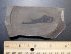 Rare Pterygotid Acutiramus Claw From Bertie Formation  Ny Silurian Eurypterid