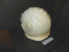 Cassis Madagascariensis   Queen Helmet   310mm