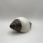 Antique Tibetan Buddhist Silver Conch Shell  Metal Wrap