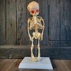 Fetal Skeleton Replica  Life Size Anatomical Fetus Skeleton Model  Oddities
