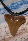 Megalodon Shark Tooth Necklace 1 5 8  Fossil Teeth Xl Pendant Jaw Megalodon Gem