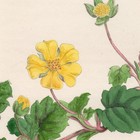 Curtis Botanical Magazine 1833 Vintage Flower Print 69 Yellow Hibbertia