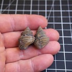 2pcs  33mm Gastropod Fossil Jurassic 484