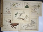 Vintage Lot Of 5 Far Gallery Celestial Prints Urania   s Mirror Star Maps Zodiac